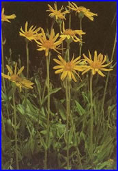 Arnica