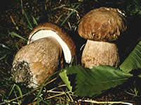 Porcini